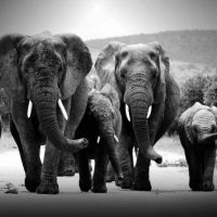 Glasschilderij Elephant